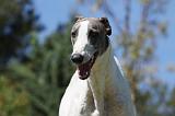 GREYHOUND 015